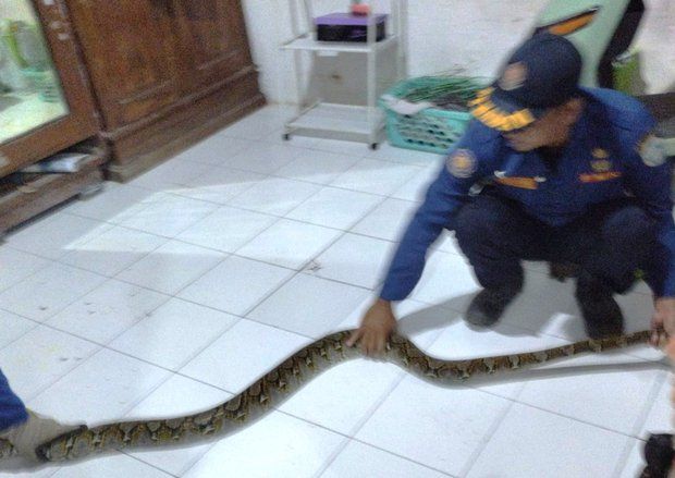 Ular Sanca yang Masuk Rumah Mengejutkan Warga di Lamongan