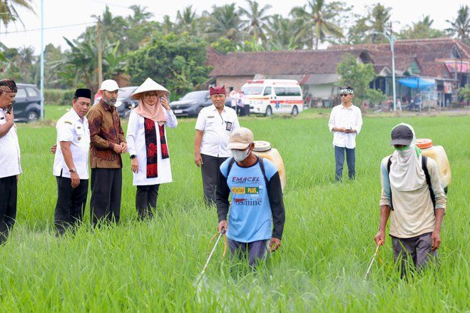 Topang Swasembada Pangan Nasional, Banyuwangi Target Produksi 800 Ribu Ton Beras pada 2025 