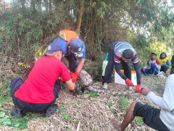 Damkar Lamongan Evakuasi Ular Sanca Kembang Sepanjang 5 Meter