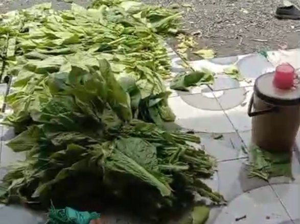 Dampak Kemarau Basah, Harga Tembakau di Lamongan Anjlok