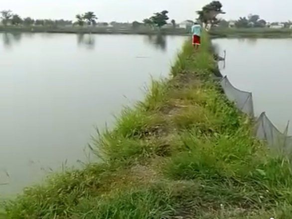 Pembudidaya Ikan di Lamongan Pertanyakan Realisasi Penyaluran Pupuk Bersubsidi