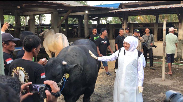 Jelang Iduladha, Gubernur Khofifah Cek Kesiapan Hewan Kurban di Mojokerto