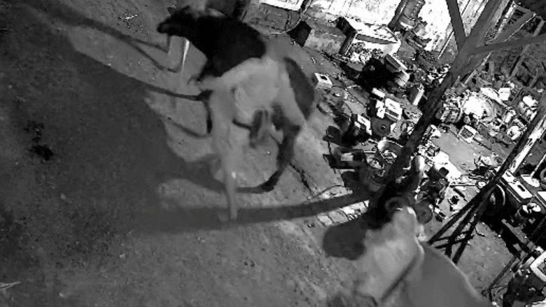 Beraksi Saat Lebaran, Pencuri Bawa Kabur Dua Sapi Milik Warga Probolinggo