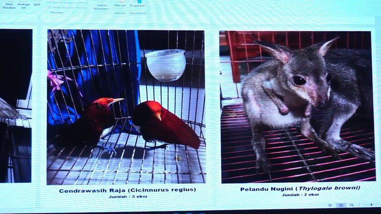 Penyelundupan Puluhan Satwa Dilindungi Tujuan Probolinggo ‎Digagalkan di Jalur Laut