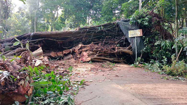 Akses ke Petirtaan Jolotundo Tertutup Pohon Raksasa yang Roboh