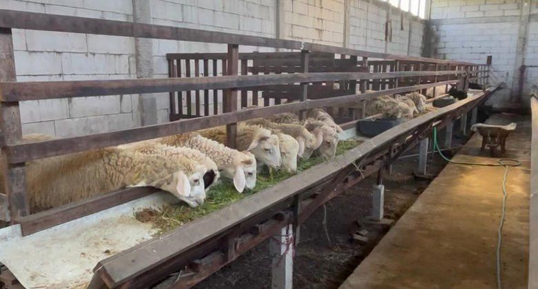 Menjelang Iduladha, Penjualan Kambing di Mojokerto Melonjak
