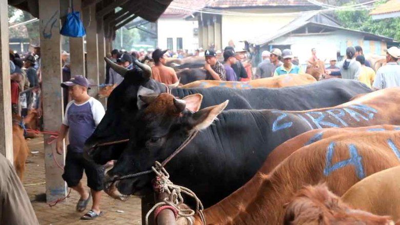 Menjelang Iduladha, Disnak Keswan Lamongan Intensifkan Pemantauan Hewan Kurban