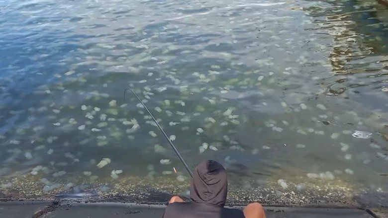 Ribuan Ubur-ubur di Laut Probolinggo Pengaruhi Hasil Tangkap Nelayan