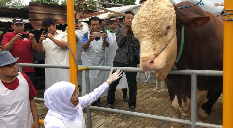 Khofifah Cek Kesehatan Hewan Kurban, Salah Satunya Sapi Kurban Presiden Prabowo