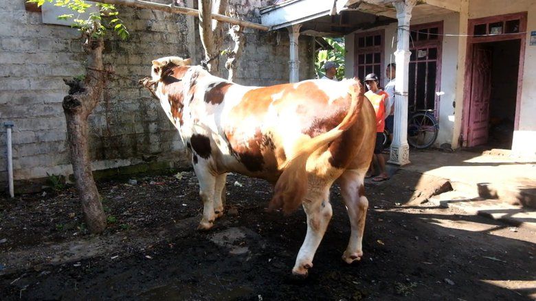 Diberi Pakan Alami, “Joko Kendil” Jadi Sapi Kurban Presiden Prabowo 