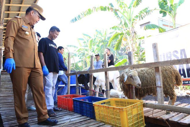 Pimpin Sidak, Wali Kota Probolinggo Pastikan Hewan Kurban di Wilayahya Sehat