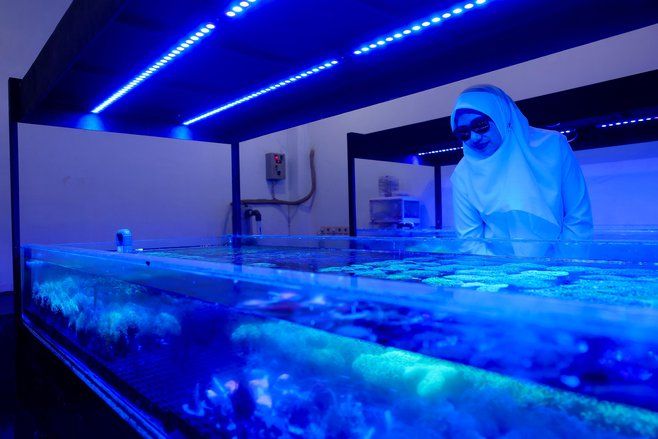 Koral Hias Budidaya Banyuwangi jadi Primadona di Tiga Benua