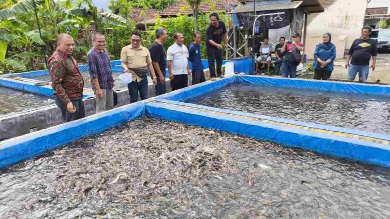 Kunjungan Dapil, Cak Sumardi Ajak Pembudidaya Ikan Lele di Jombang Naik Kelas