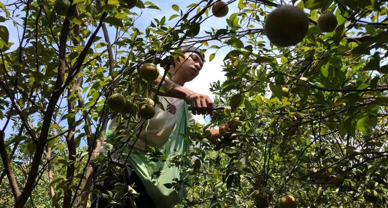 Petani Jeruk Siam Madu Ini Raup Puluhan Juta Setiap Panen