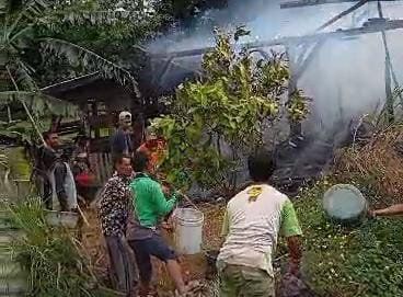 Bakar Rumput Merambat ke Kandang, Dua Sapi Hangus Terpanggang
