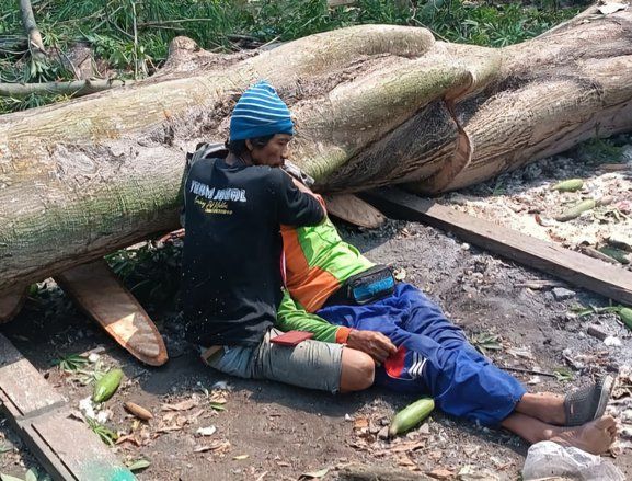 Tebang Randu, Kakek di Kota Mojokerto Meninggal Tertimpa Pohon