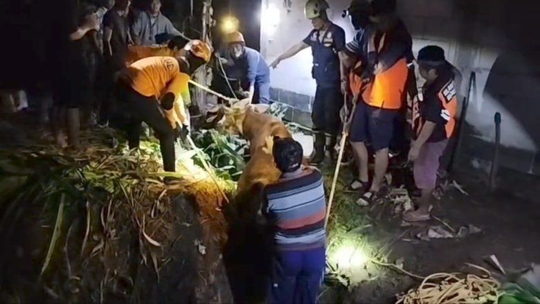 Damkar dan Relawan Selamatkan Sapi Terperosok Kubangan Lumpur di Pacet 