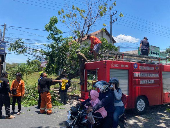 Arus Lalu Lintas di Jalur Utama Mojosari-Pacet Terhambat Pohon Tumbang