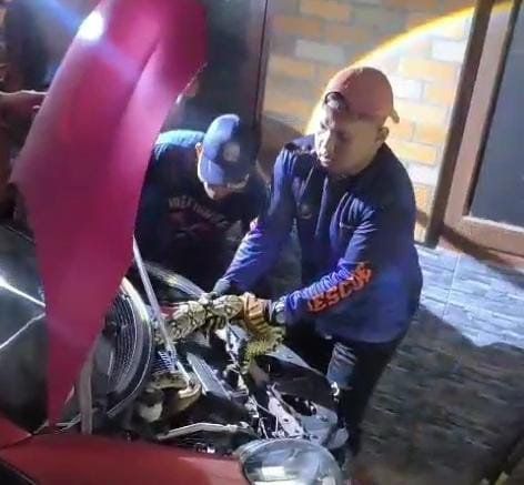 Tim Damkar Evakuasi Ular dari Mesin Mobil Milik Warga Mojokerto