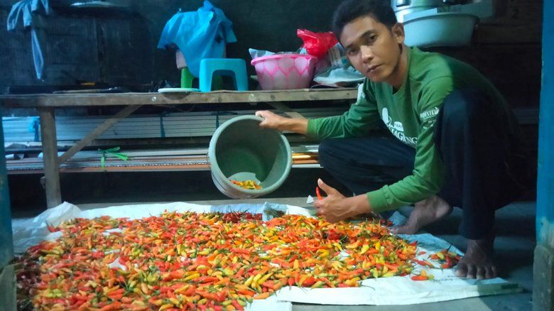 Petani Cabai Sumringah, Harga Cabai Stabil Rp25.000 per Kilogram