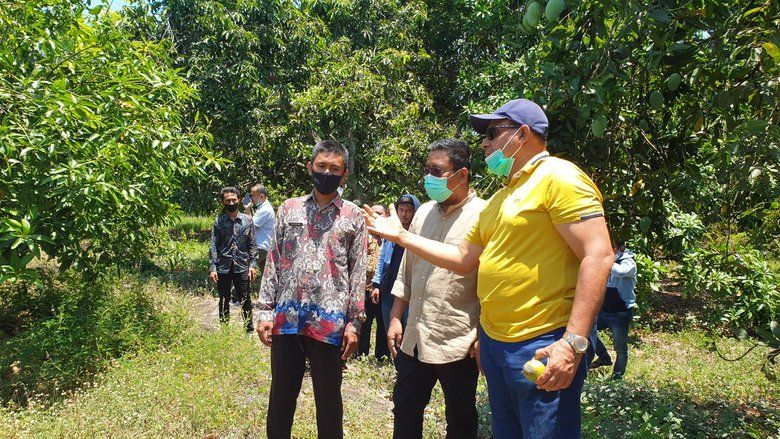 Pertahankan Kualitas dan Produk, Sentra Penghasil Mangga Pasuruan Butuh Perhatian Pemerintah