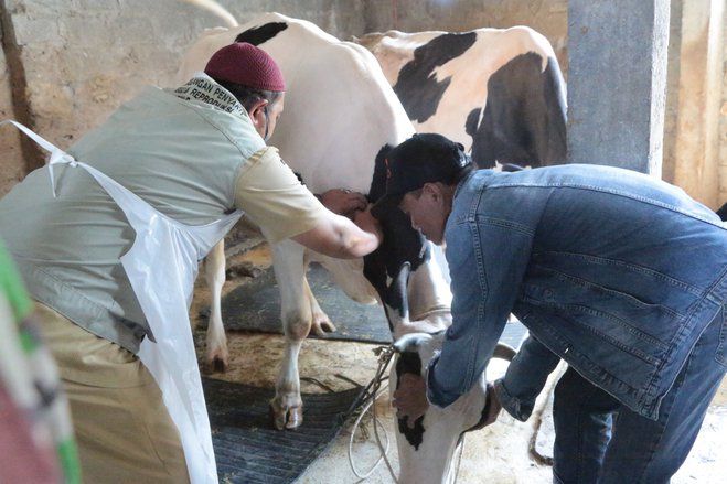 700 Sapi di Kota Probolinggo Diberi Vaksin PMK Tahap Dua