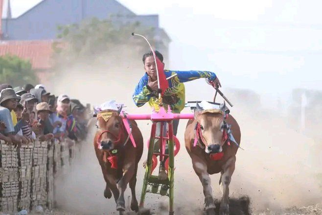 Lestarikan Budaya, Karang Taruna Desa Alassapi Gelar Lomba Kerapan Sapi