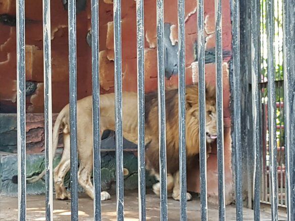 Diduga Stres, ‘Sera’ Singa Jantan di TWSL Probolinggo Kurus