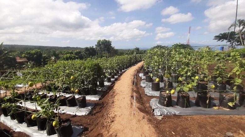 Dinas Pertanian dan Petani Banyuwangi Uji Coba 33 Varietas Melon Eksklusif