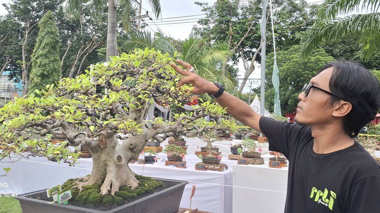 Geliat Bonsai di Gresik, dari Hobi Jadi Cuan Ratusan Juta
