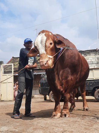 “Si Ganteng” Arjuna, Sapi Kurban Presiden Prabowo