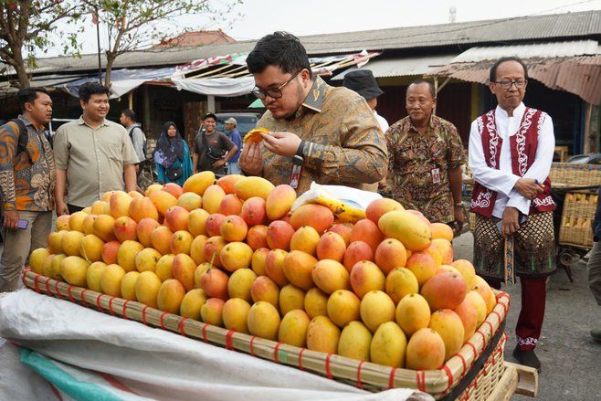 
Pesan Mas Dhito Bagi Petani Mangga Podang: Jangan Di Booster, Cepat Busuk 