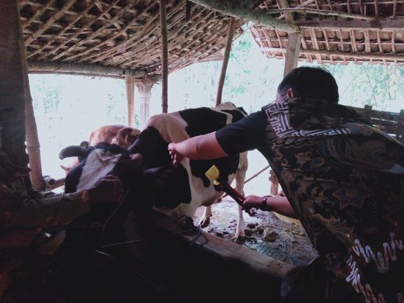 Puluhan Ekor Sapi Betina Produktif Mati Terserang Penyakit