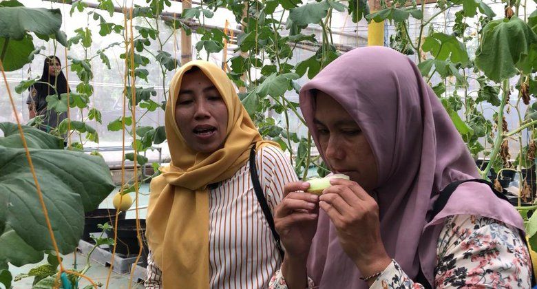 Serunya Petik Melon Premium di Tempuran Mojokerto