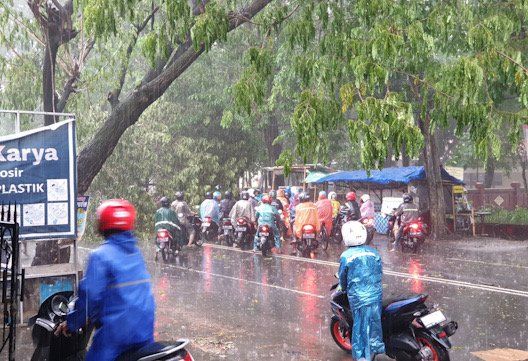 Pohon Trembesi Tumbang, Akses Jalan Masuk ke Kota Mojokerto Ditutup