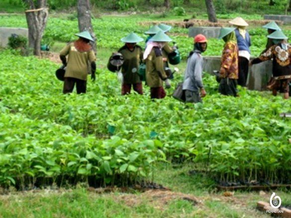 Wisata Kebun Benih Holtikultura Sarangsari Butuh Investasi Rp 6,8 Miliar