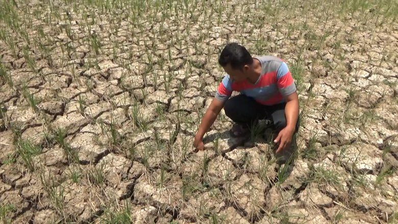 Dampak Kekeringan, Ratusan Hektare Tanaman Padi Terancam Gagal Panen di Jember