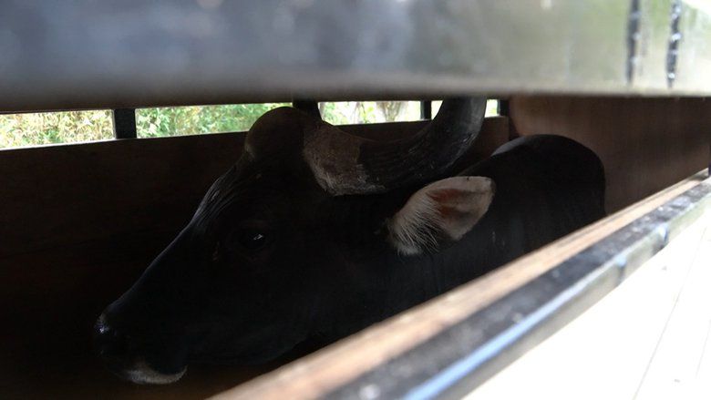 Taman Safari Prigen Kembalikan Seekor Banteng Jawa ke Habitatnya di Taman Nasional Baluran