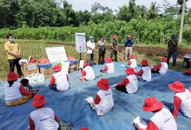 Pandemi Covid-19 Petrokimia Gelar Panen Padi dan Pertahankan Ketersediaan Stok Pangan Nasional