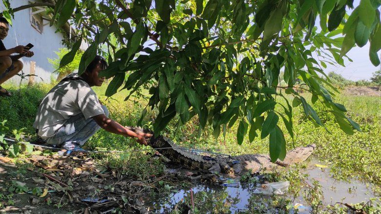 BKSDA Jatim: Buaya Muara Terjaring Warga Individu Serupa di Ngoro Mojokerto