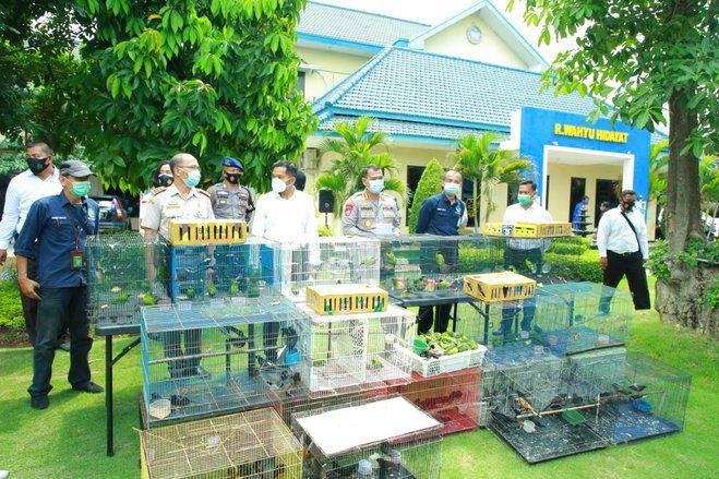 Polisi Gagalkan Pengiriman Ratusan Murai Batu dan Cucak Hijau ke Surabaya