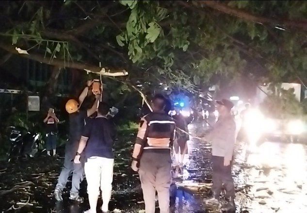 Probolinggo Diterjang Angin Kencang, Banyak Pohon Tumbang di Jalur Pantura