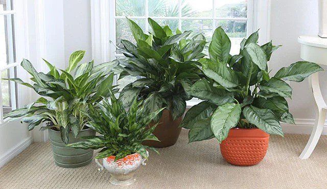 Ini Jenis Tanaman Hias Tak Butuh Banyak Cahaya Matahari 