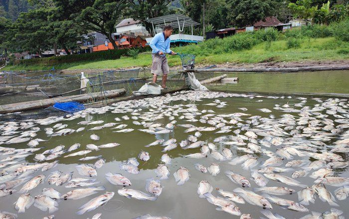 Gas Belerang Meledak,&nbsp;Ribuan Ikan di Telaga Ngebel Mati