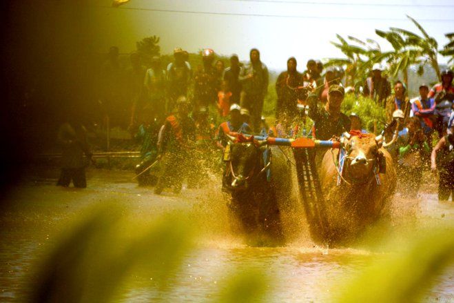 Karapan Sapi Brujul Kembali Digeber Di Event Semipro