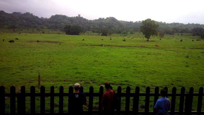 Empat Tempat Terbaik untuk Mengamati Satwa Langka di Alas Purwo