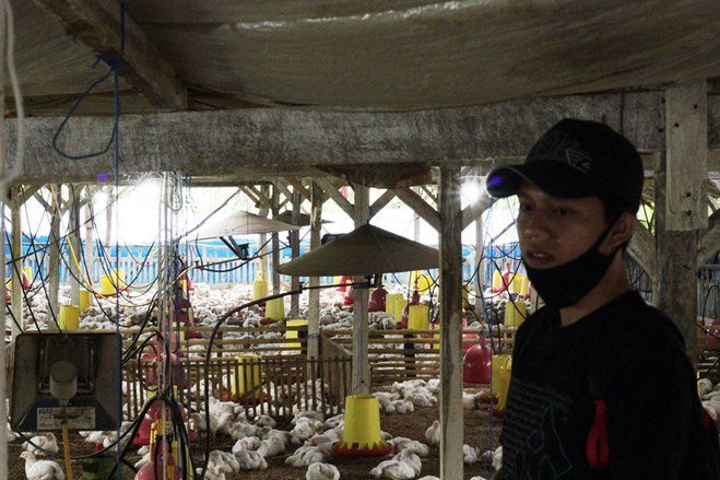 Listrik PLN Tunjang Peternakan Ayam dan Pembuatan Pakan Ternak di Situbondo