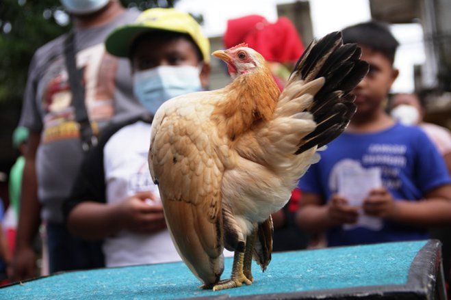 Melihat Ayam Serama di <em>Car Free Day</em> Situbondo