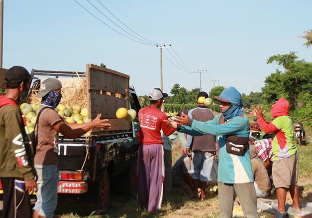 PSBB Covid-19, Harga Melon di Petani Anjlok