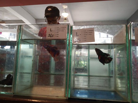 Melejitnya Ikan Cupang di Tengah Pandemi, Selipkan Pesan Taat Prokes
